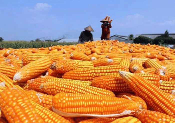 jagung hibrida benih produksi teknik permintaan ayam tinggi pakan kampustani joper