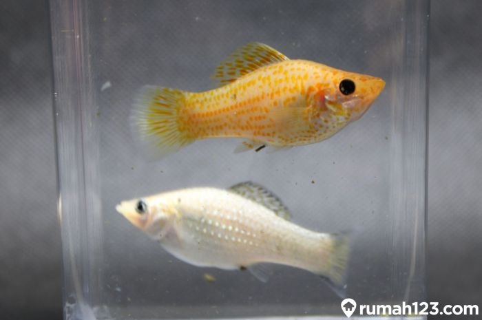 Memulai Bisnis Ikan Molly: Peluang, Jenis, dan Teknik Budidayanya terbaru Memulai Bisnis Ikan Molly: Peluang, Jenis, dan Teknik Budidayanya terbaru