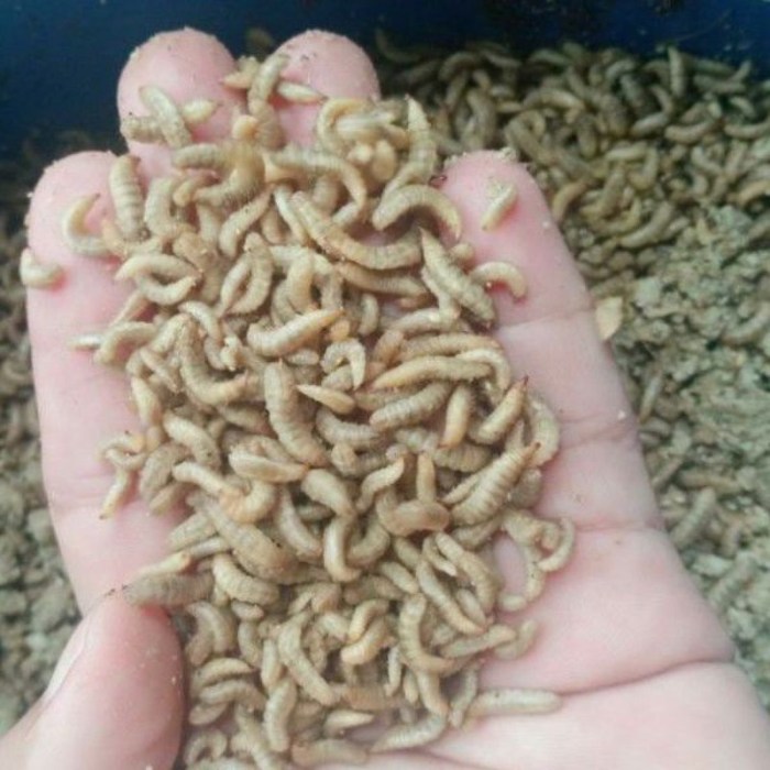 usaha maggot usaha maggot