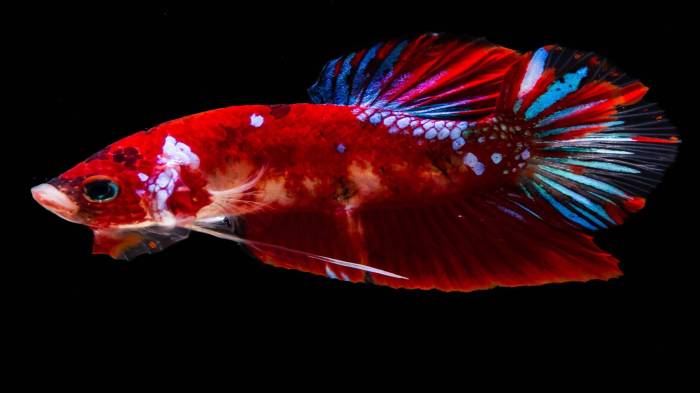 usaha ikan cupang usaha ikan cupang