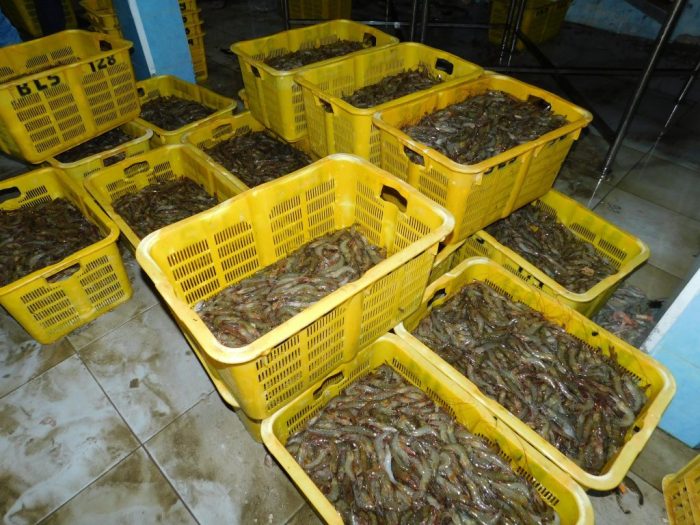 shrimp garnelen udang tawar budidaya akwarium krewetki haltung akwariowe vaname gady aquatic bertelur beranak hodowla krewetek bee cantonensis caridina terpal