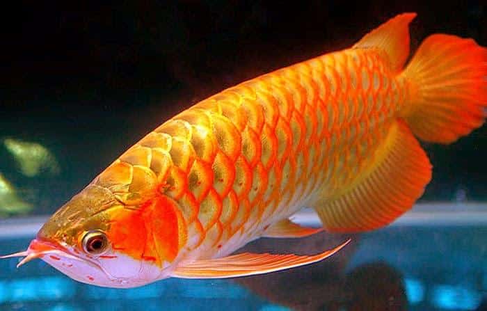 peluang usaha ikan arwana