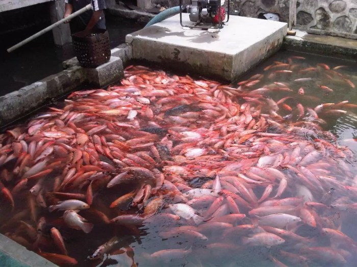Peluang Usaha Budidaya Ikan Nila terbaru