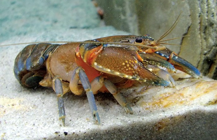 usaha lobster air tawar