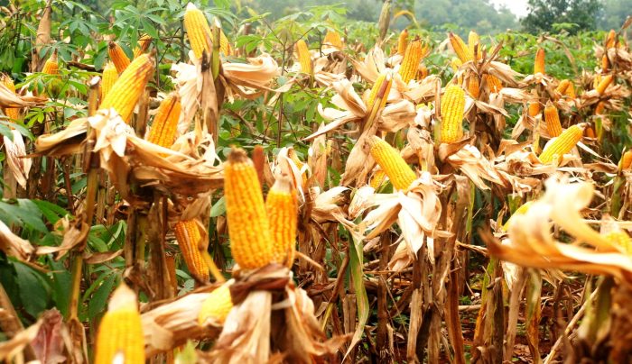 budidaya jagung