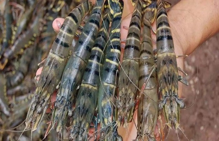 Peluang Usaha Udang Windu di Indonesia terbaru