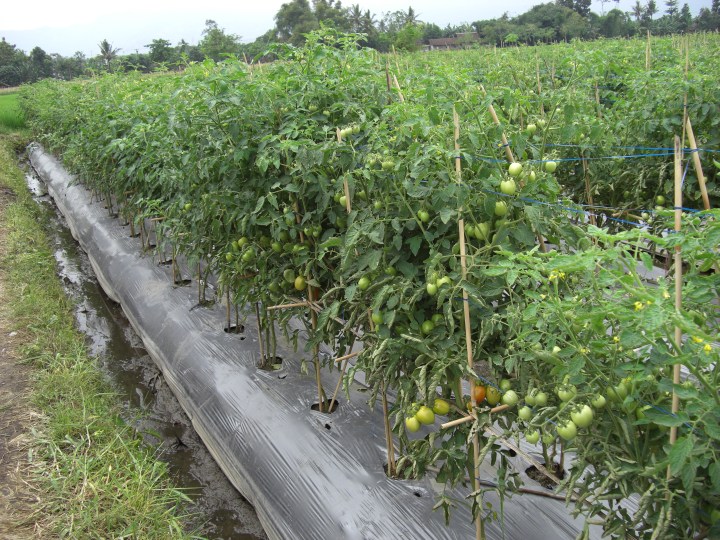 tomat tanaman pertanian karena Peluang Usaha Tanaman Tomat terbaru