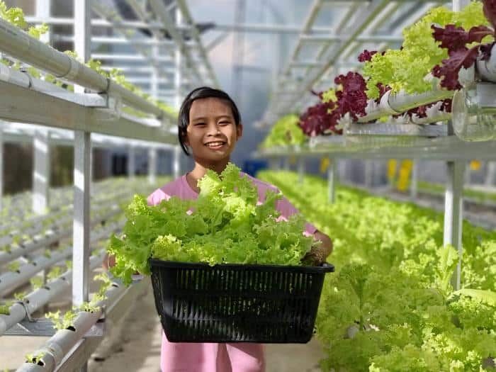 usaha sayuran hidroponik Usaha Sayuran Hidroponik terbaru