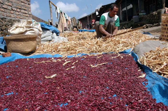 peluang bisnis kacang merah