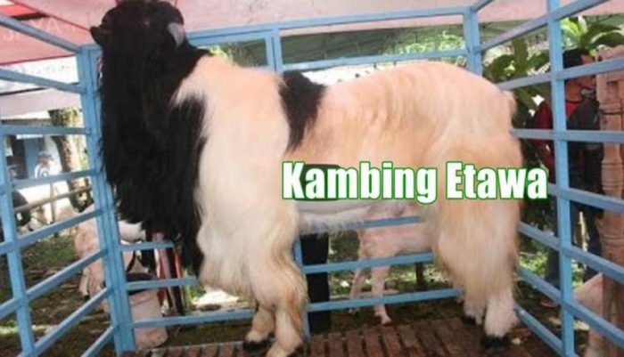 kambing aqiqah peluang usaha analisa usahanya