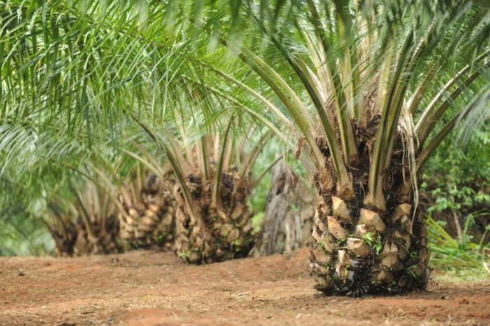 Cara Memulai Usaha Kelapa Sawit Berskala Rumahan atau UMKM terbaru