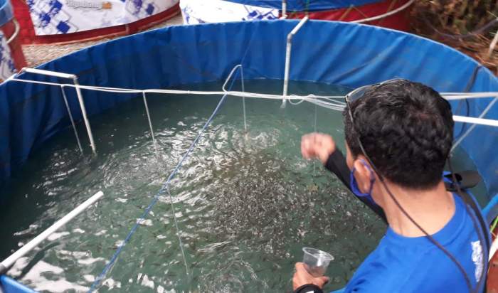 Peluang Usaha Budidaya Ikan Nila terbaru