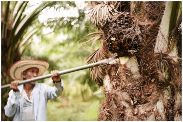 sawit perkebunan kelapa peluang usaha kebun