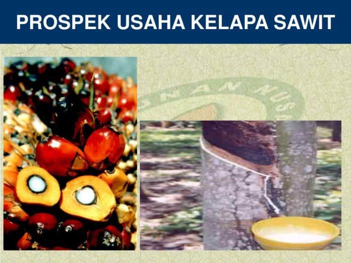 Cara Memulai Usaha Kelapa Sawit Berskala Rumahan atau UMKM terbaru