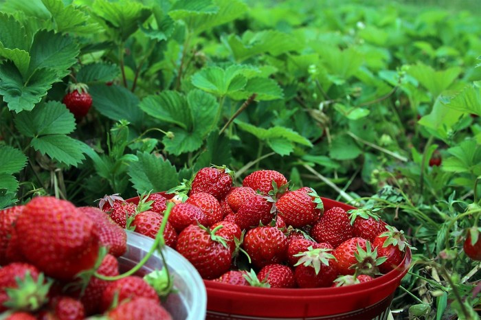 Usaha Budidaya Strawberry: Ide Usaha yang Unik dan Menjanjikan terbaru Usaha Budidaya Strawberry: Ide Usaha yang Unik dan Menjanjikan terbaru