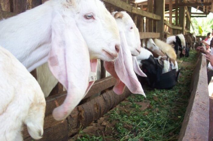 usaha kambing