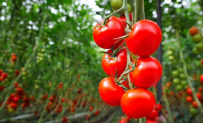 peluang usaha tanaman tomat tomat tanaman buah budidaya polybag menanam pertanian tanam bisnis budi daya subur bertanam solanaceae prakarya materi kelas pra