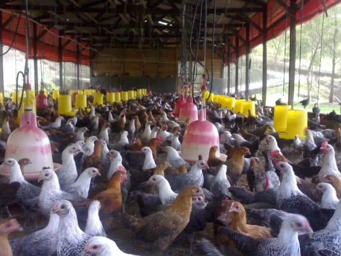 Cara Memulai Usaha Ayam Kampung untuk Pemula terbaru