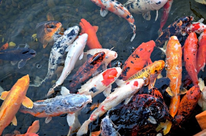 budidaya ikan koi