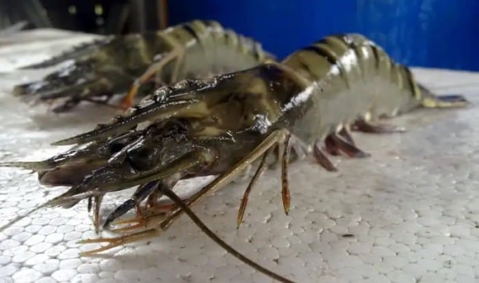 Peluang Usaha Udang Windu di Indonesia terbaru
