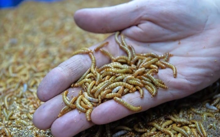 ulat hongkong pakan alami kuning menjanjikan yang blitar besar inilah kepiting