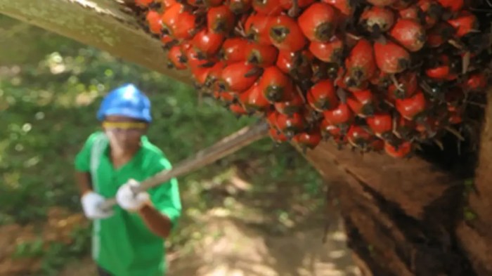 Gaji PT Sampoerna Agro