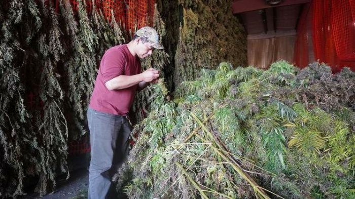 Orang indonesia petani ganja
