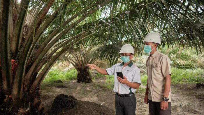 Gaji pt sumber tani agung