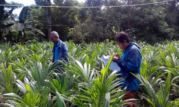 Gaji asisten kebun